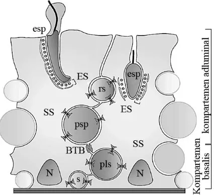Gambar 1. Diagram struktur sel Sertoli (SS) dan blood testis dari Kopera barrier (BTB) yang dibangunnya
