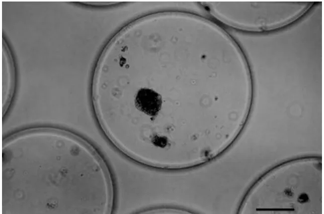 Gambar 2. Kapsul mikro yang mengandung 6.000 sel-sel Sertoli bersama dengan sel-sel  pankreas (garis bar = 100 μm; Sumber: Luca et al., 2001)