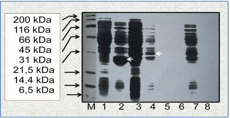 Gambar 1. Hasil ekspresi plasmid rekombinan. Kolom 1 = E.colinomor 2 menunjukkan enzim GST, sedangkan tanda panah  pada Kolom nomor 4 menunjukkan protein fusi antara GST dan antigen Hepatitis B S100