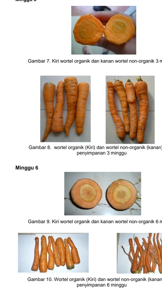 Gambar 8.  wortel organik (Kiri) dan wortel non-organik (kanan) pada penyimpanan 3 minggu