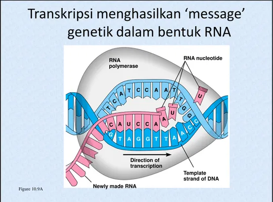 Figure 10.9A RNA polymerase RNA nucleotideDirection oftranscription