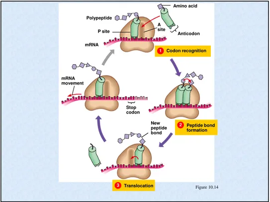 Figure 10.141Codon recognitionAmino acidAnticodonAsiteP sitePolypeptide2Peptide bond formation3TranslocationNewpeptidebondmRNAmovementmRNAStopcodon