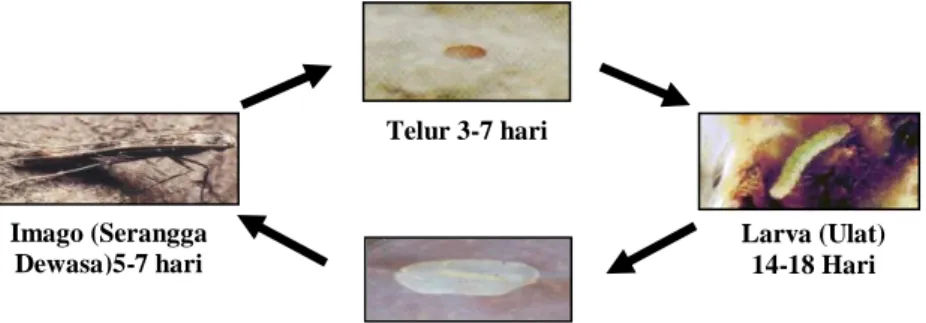 Gambar 1. Siklus Hidup Hama PBK dan Morfologinya (Mars Cocoa Clinic, 2011) 