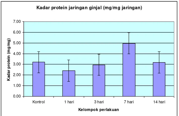 Gambar 2 . Hasil foto Western Blot protein HIF 1α ginjal tikus kelompok kontrol dan kelompok hipoksia sistemik 