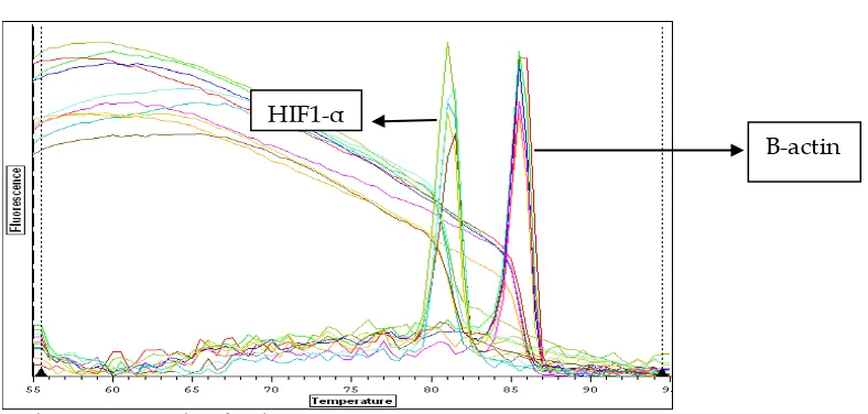 Gambar 3. Diagram baris hasil pengukuran densitas pada foto Western Blott HIF-1α 