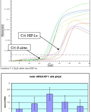 Gambar 5. C(t) β-aktin dan HIF-1α