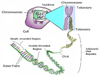 Gambar 3. Struktur telomere