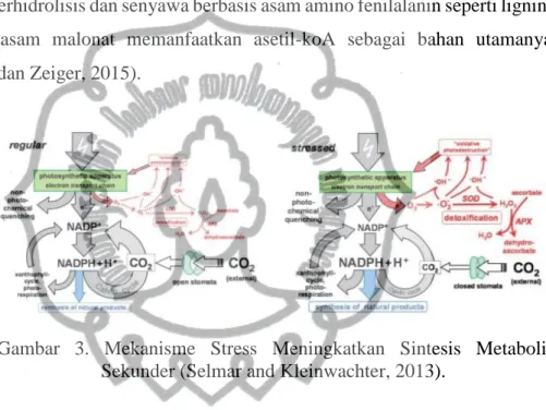 Gambar  3.  Mekanisme  Stress  Meningkatkan  Sintesis  Metabolit  Sekunder (Selmar and Kleinwachter, 2013)