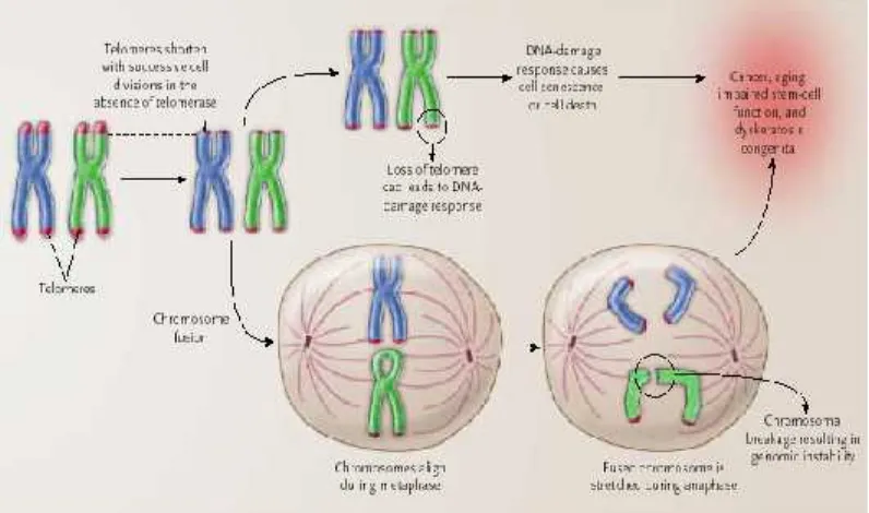 Gambar 4. Cellular Effects pada pemendekan telomer.