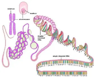 Gambar. 1 Telomer yang terletak di ujung dari kromosom linier padavertebrata terdiri dari ulangan TTAGGG (Zhu dkk., 2011)