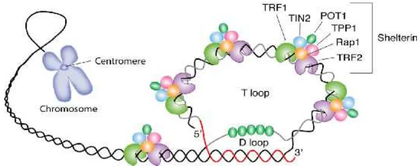 Gambar 2. Untai tunggal (ss) overhangtelomer membentuk telomer pelindung t)-loop dan menginvasi untai ganda melipat ke daerah untai ganda daritelomer membentuk D- loop.