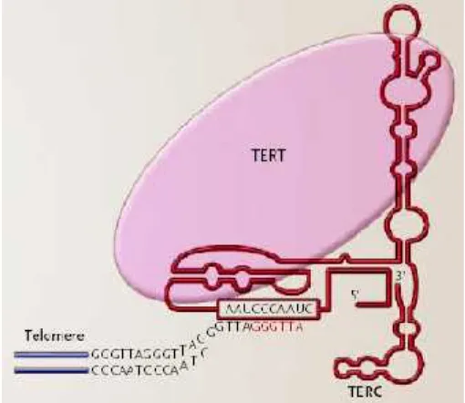 Gambar 3. Struktur dan fungsi telomer.