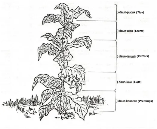 Gambar 1. Pemisahan daun berdasar posisi daun pada batang 