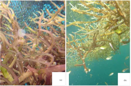 Fig. 2: Propagules appearance of K. alvarezii  in (a) Floating cage and (b) longline
