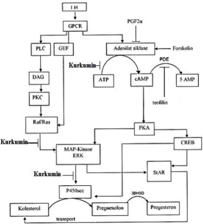 Gambar 1. Skema hambatan kurkumin