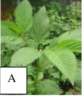 Gambar 2. A. Tanaman Jinten hitam (Nigela sativa) B. Biji Nigela sativa