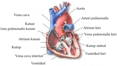 Gambar 2.9 Struktur Jantung 