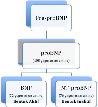 Gambar  2.2  Proses  terbentuknya  BNP  dan  NT-proBNP  (Daniels  dan Maisel, 2007) 
