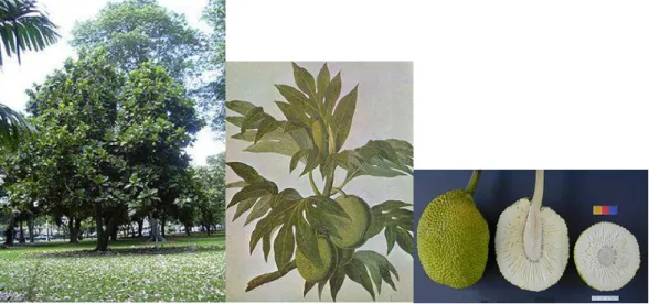 Gambar 1. Pohon, daun dan buah sukun 