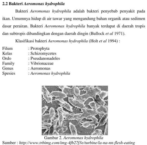 Gambar 2. Aeromonas hydrophila 