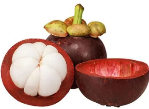 Gambar 2. Kulit buah manggis  
