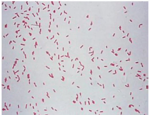 Gambar 2.1 P. aeruginosa  