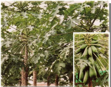 Gambar 2. Tanaman Pepaya (Carica papaya L.) 