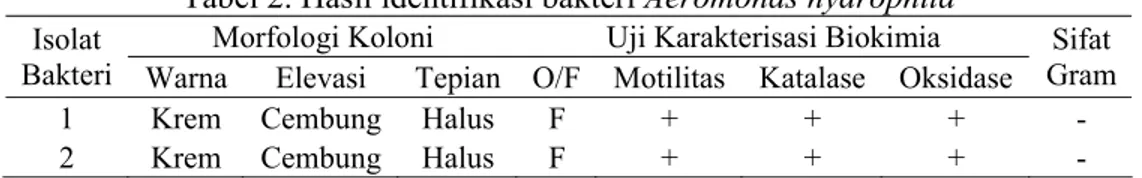 Tabel 2. Hasil identifikasi bakteri Aeromonas hydrophila  Morfologi Koloni  Uji Karakterisasi Biokimia  Isolat 