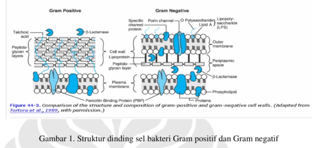 Gambar 1. Struktur dinding sel bakteri Gram positif dan Gram negatif