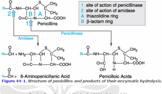 Gambar 2. struktur penisilin dan hasil hidrolisis penisilinase