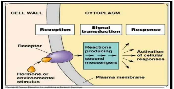 Gambar 1. Signal transduction pathways