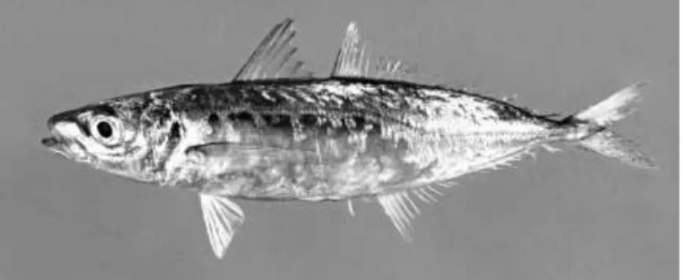Gambar 5.   Bentuk umum ikan layang (Decapterus sp.). 