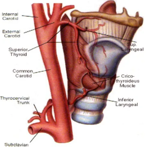 Gambar 2. Sistem Arteri pada Laring