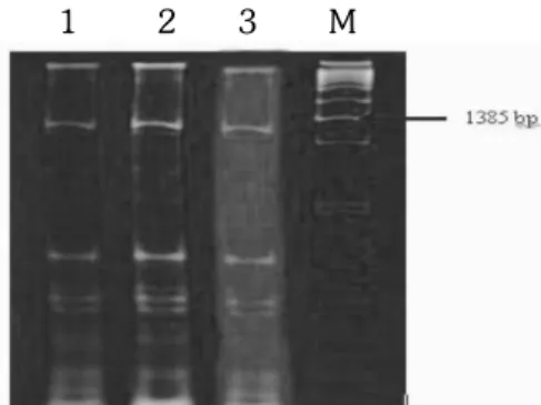 Gambar 1 Fragmen DNA hasil amplifikasi RT-PCR menggunakan primer   CI 5560R dan CI 4176F