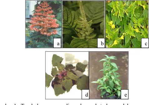 Gambar 1  Tumbuhan yang digunakan ekstraknya dalam menekan infeksi  VMKP. (a) bunga pagoda; (b) bayam duri; (c) bunga pukul empat; (d)  C