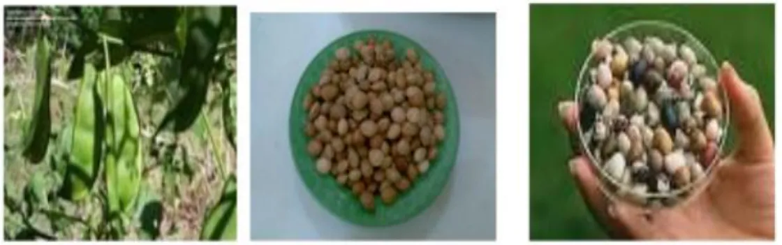 Gambar 2.1 Kacang Koro Glinding (Munip, 2008). 