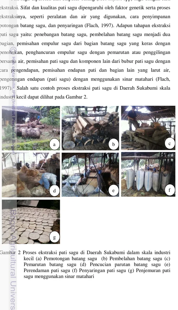Gambar 2 Proses ekstraksi pati sagu di Daerah  Sukabumi  dalam  skala industri  kecil (a) Pemotongan batang sagu  (b) Pembelahan batang sagu (c)  Pemarutan batang sagu (d) Pencucian parutan batang sagu (e)  Perendaman pati sagu (f) Penyaringan pati sagu (g