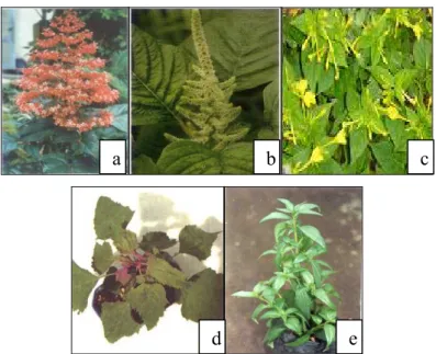 Gambar 1  Tumbuhan yang digunakan ekstraknya dalam menekan infeksi  VMKP. (a) bunga pagoda; (b) bayam duri; (c) bunga pukul empat; (d)  C