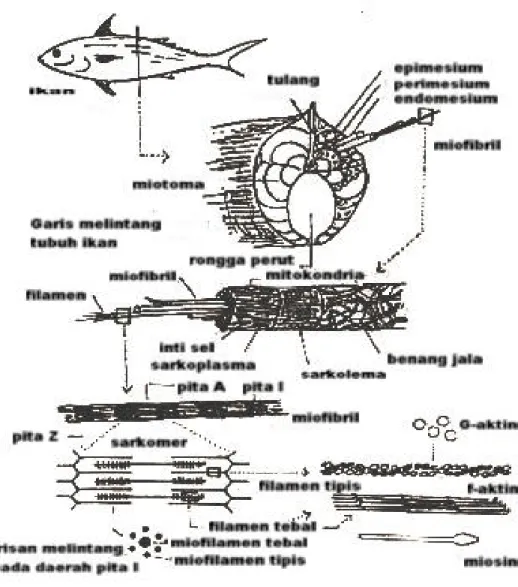 Gambar 2   Daging ikan dan komponen penyusunnya  (Hadiwiyoto,  1993) 