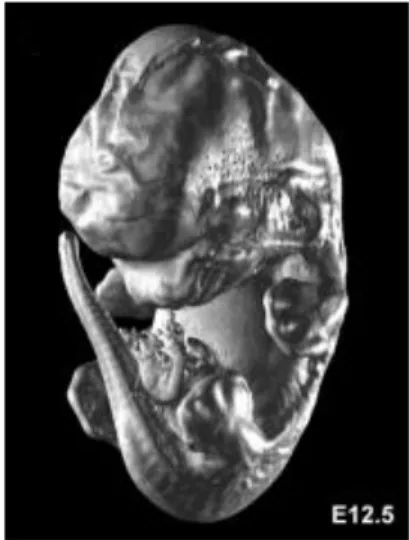 Gambar 3. Fetus mencit umur kehamilan ke-12 hari (Johnson et.al, 2006) 