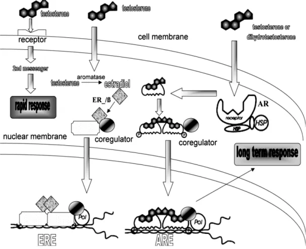 Gambar 2.7 Mekanisme genomik dan nongenomik androgen. 