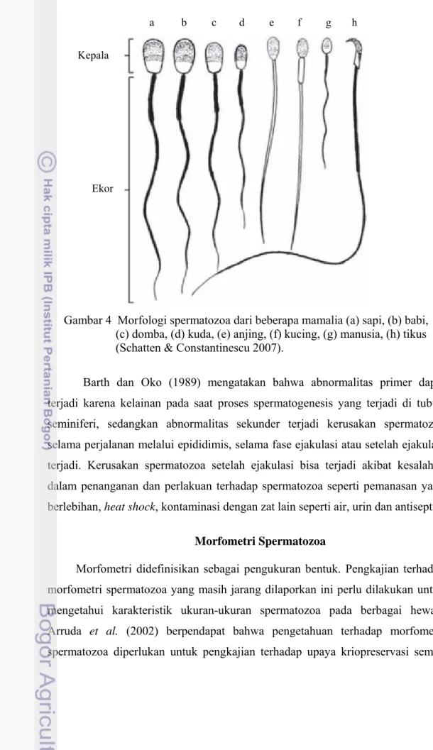 Gambar 4  Morfologi spermatozoa dari beberapa mamalia (a) sapi, (b) babi,  (c) domba, (d) kuda, (e) anjing, (f) kucing, (g) manusia, (h) tikus   (Schatten &amp; Constantinescu 2007)