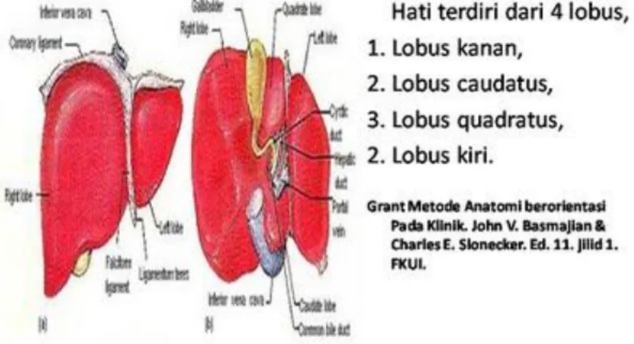 Gambar 4. Struktur anatomi hati normal (Sloane, 2003). 
