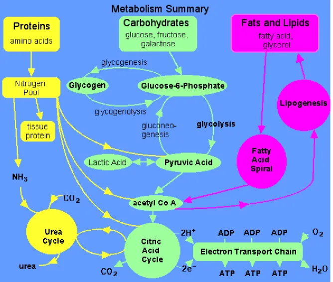 Gambar 2.1. Metabolisme