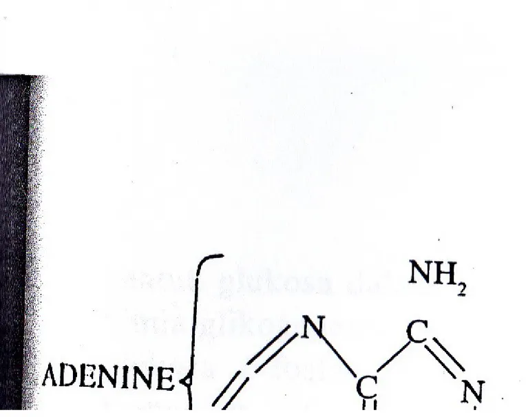 Gambar 2.2. Rumus Bangun ATP b. Metabolisme Karbohidrat