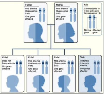 Gambar diatas menunjukkan bahwa kedua orangtua merupakan carier/trait. Maka anaknya  25% normal, 50% carier/trait, 25% mewarisi 2 gen yang termutasi (thalasemia mayor).