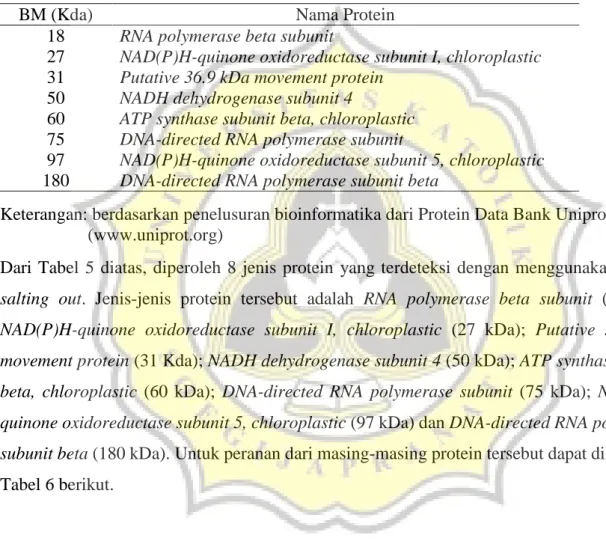 Tabel 5. Profil Protein daun Yakon (Smallanthus sonchifolius) beserta berat molekul  