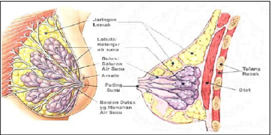 Gambar 1. Anatomi payudara 