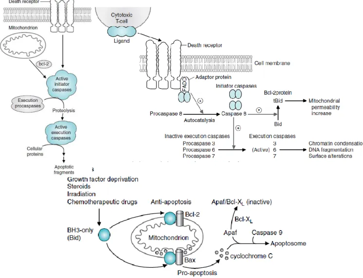 Gambar 1 (A) dan (B). Prinsip dasar Apoptosis 9