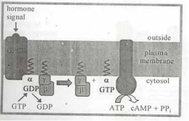 Gambar 4. The complex of β &amp; γ subunits G β, γ, inhibits G α. 